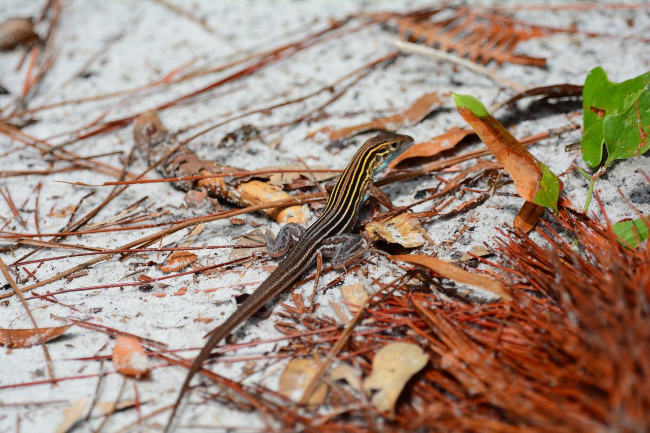 Aspidoscelis sexlineatus